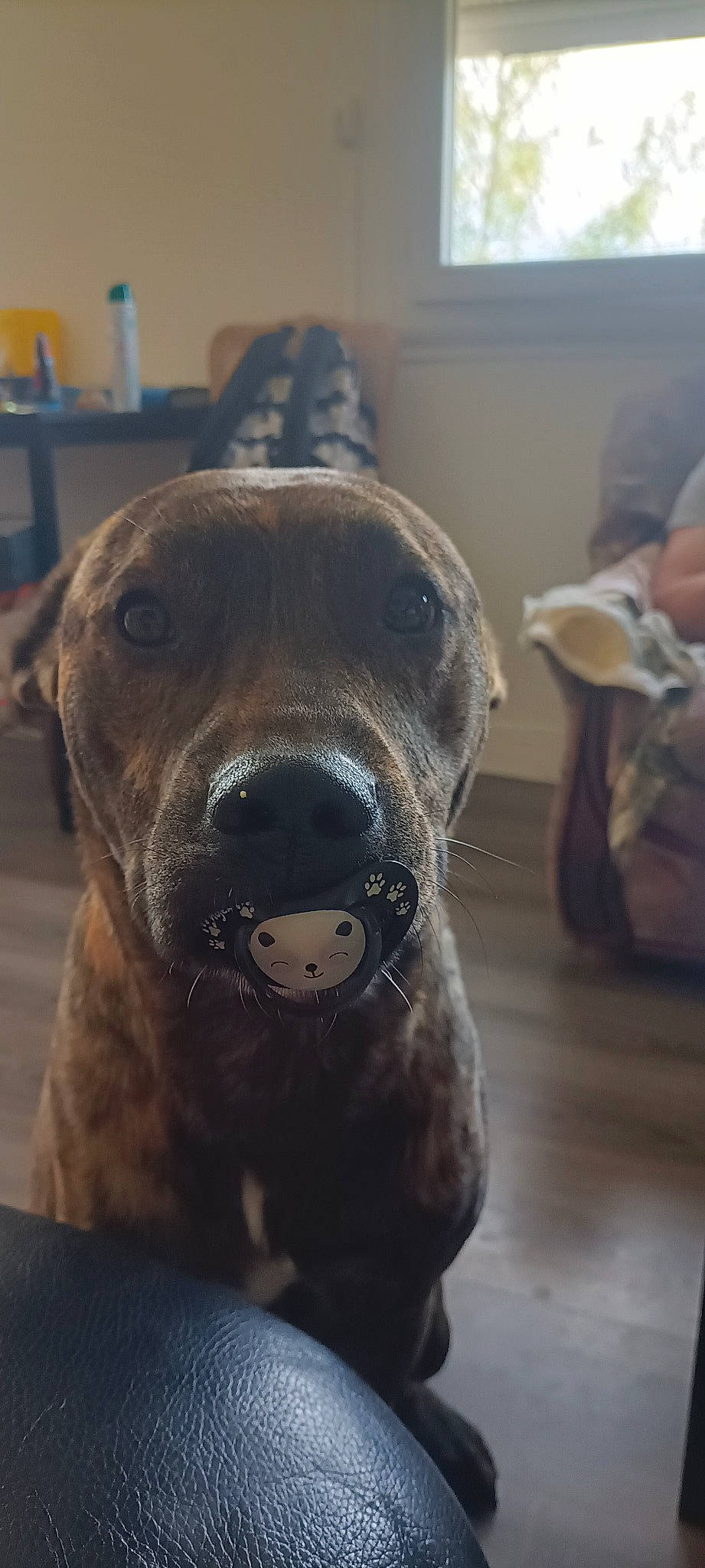 Simba a rejoint le concours — aidez-le/la à gagner de superbes lots ! canidae, carnivore, companion_dog, dog, dog_breed, fawn, flooring, fur, guard_dog, liver, mammal, molosser, non_sporting_group, pet_supply, snout, sporting_group, terrestrial_animal, whiskers, working_animal, working_dog