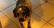 Princesse participe au concours pour gagner de l'argent avec cette photo : animal, blanket, brown, companion, cozy, curious, dog, domestic, floor, fur, furniture, home, indoor, legs, looking_up, medium_sized, pet, shadow, sunlight, tile