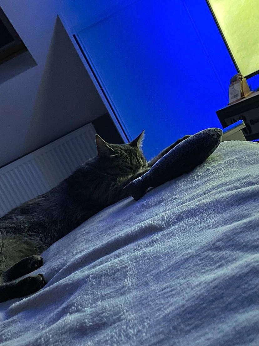 Swiffer a rejoint le concours — aidez-le/la à gagner de superbes lots ! azure, building, cat, comfort, electric_blue, felidae, floor, flooring, grey, house, human_leg, linens, purple, roof, sky, space, tints_and_shades, whiskers, wing, wood