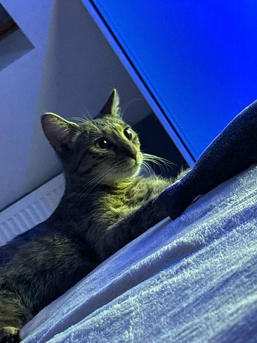 Swiffer participe au concours pour gagner de l'argent avec cette photo : black_cat, carnivore, cat, claw, comfort, darkness, domestic_short_haired_cat, electric_blue, felidae, fur, grey, plant, sitting, small_to_medium_sized_cats, tail, terrestrial_animal, tints_and_shades, whiskers, wildlife, window