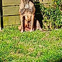animal, backyard, brown_dog, canine, daytime, dog, fence, fur, garden, grass, leafy_vines, nature, outdoor, pet, plant, quiet, shadow, sitting, sunlight, watchful