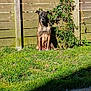 animal, brown_dog, calm, canine, daylight, dog, fence, garden, grass, leafy_vine, nature, outdoor, pet, plant, quiet, shadow, sitting, sunlight, watchful, wooden_fence