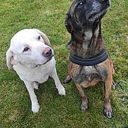 Molly a rejoint le concours — aidez-le/la à gagner de superbes lots ! alert, animal, canine, collar, companion, dark_dog, dog, dogs, ears, fur, grass, leash, looking_up, nature, outdoor, paw, pet, sitting, snout, white_dog