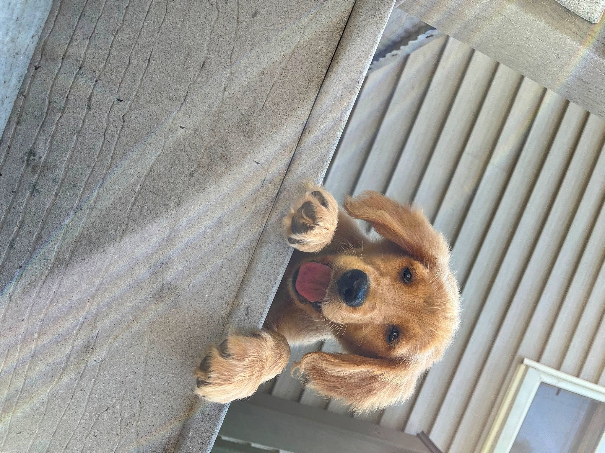 Daphne joined the competition — help win amazing prizes! canidae, carnivore, collar, companion_dog, dog, dog_breed, fawn, fur, metal, pattern, pet_supply, sporting_group, stuffed_toy, toy_dog, twig, whiskers, wood, working_animal