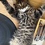 Ayla a rejoint le concours — aidez-le/la à gagner de superbes lots ! animal, box, cat, closeup, curious, cute, feline, fur, indoor, kitten, knife, mat, paws, pet, playful, stretching, tabby, whiskers, wooden_surface, young_cat