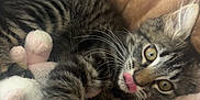 Ayla a rejoint le concours — aidez-le/la à gagner de superbes lots ! animal, bed, brown, cat, claw, closeup, cozy, cute, domestic, fur, kitten, pet, playful, relaxed, soft, striped, stuffed_toy, tabby, whiskers, young