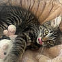 animal, bed, brown, cat, claw, closeup, cozy, cute, domestic, fur, kitten, pet, playful, relaxed, soft, striped, stuffed_toy, tabby, whiskers, young