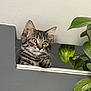 Ayla a rejoint le concours — aidez-le/la à gagner de superbes lots ! animal, cat, curious, cute, domestic, ears, fur, gray_wall, green_leaves, houseplant, indoor, kitten, looking, mammal, paws, pet, small, tabby, whiskers, young_cat