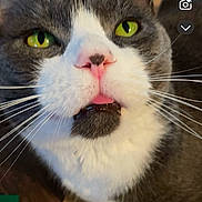 Stinky is registered to the contest to win money with this photo: cat, close_up, green_eyes, pink_nose, tongue_out, grey_and_white, cardboard_box, wooden_floor, pet, whiskers, indoor, cute, animal, feline, domestic_cat, playful, funny_expression, household, companionship, curious
