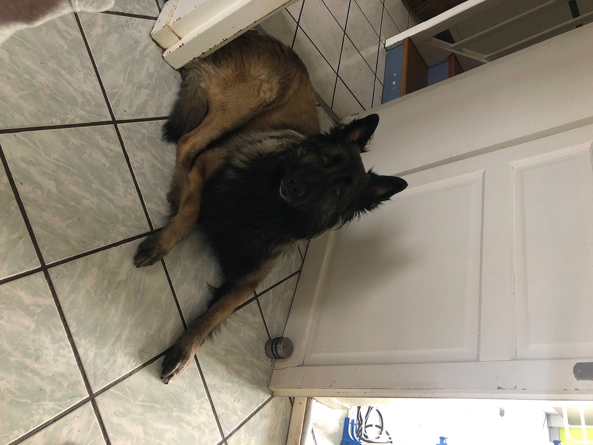 Obelix participe au concours pour gagner de l'argent avec cette photo : canidae, carnivore, dog, dog_breed, domestic_short_haired_cat, felidae, floor, flooring, fur, hardwood, room, shadow, small_to_medium_sized_cats, snout, sporting_group, tail, tile, whiskers, wood, working_animal