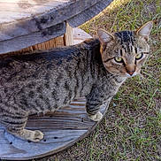 Agg joined the competition — help win amazing prizes! animal, cat, closeup, curious, daylight, feline, grass, green_eyes, looking_up, nature, outdoor, paw, pet, playful, rustic, striped, tabby, texture, whiskers, wood