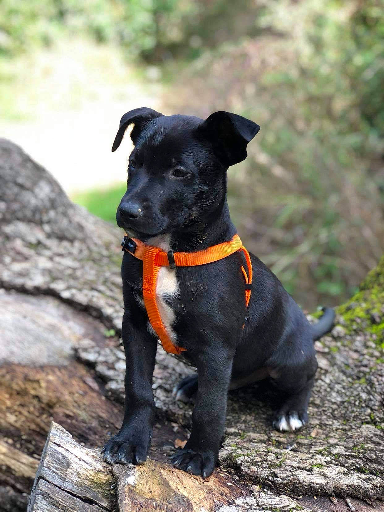 Roméo participe au concours pour gagner de l'argent avec cette photo : adventure, canidae, carnivore, companion_dog, dog, dog_breed, dog_collar, feist, hunting_dog, mammal, non_sporting_group, patterdale_terrier, plant, puppy, rare_breed_dog, snout, sporting_group, tail, terrier, vertebrate