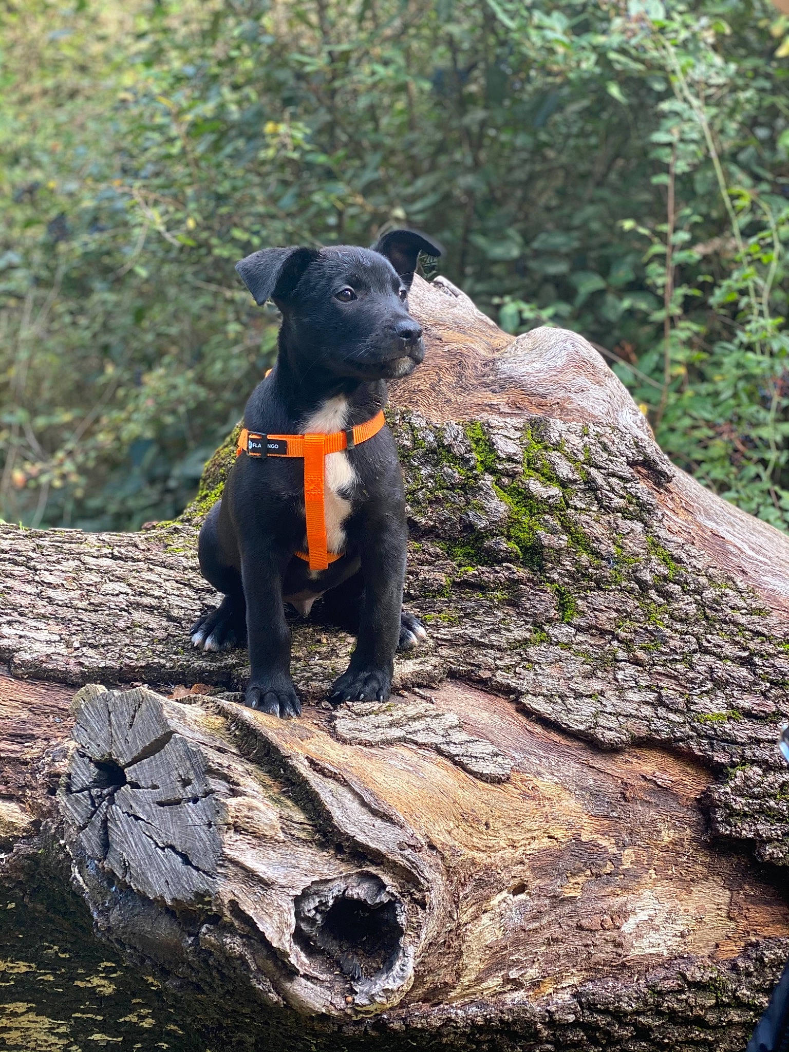 Roméo a rejoint le concours — aidez-le/la à gagner de superbes lots ! canidae, carnivore, dog, dog_breed, forest, hunting_dog, jagdterrier, patterdale_terrier, rock, sporting_group, terrier