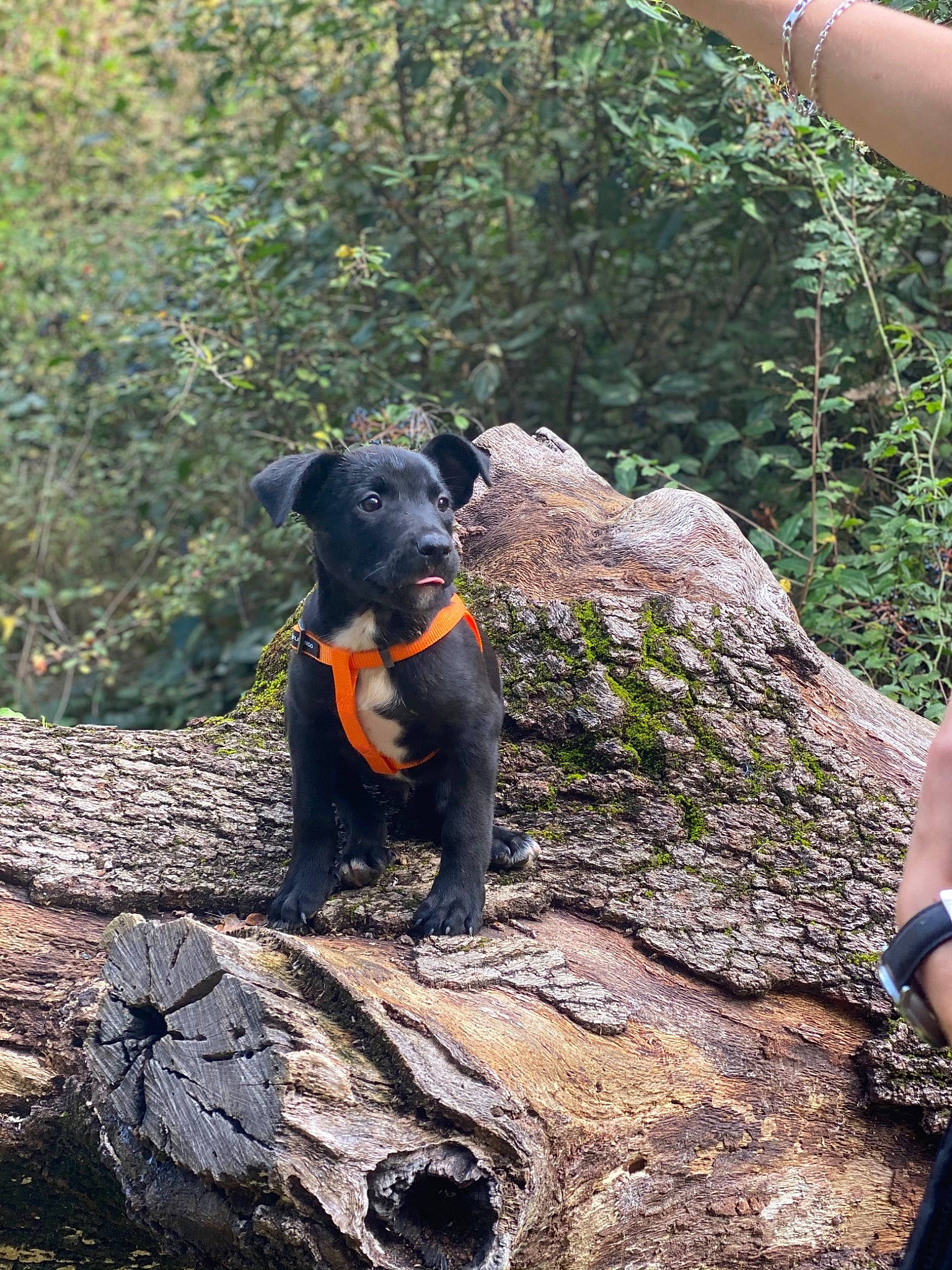 Roméo a rejoint le concours — aidez-le/la à gagner de superbes lots ! adventure, beauceron, canidae, carnivore, dog, dog_breed, fawn, forest, hunting_dog, jagdterrier, patterdale_terrier, rock, sporting_group, terrier, walking