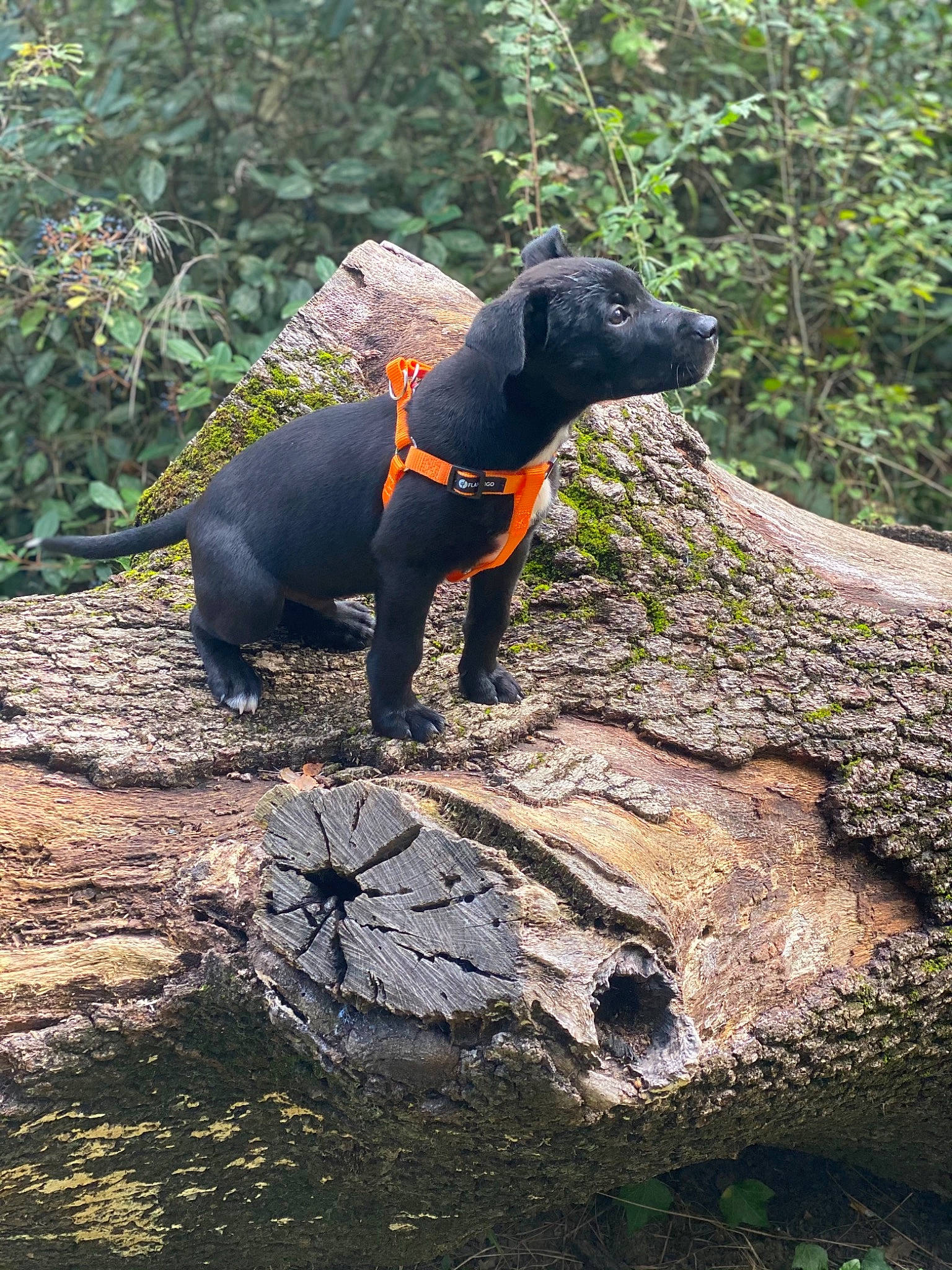 Roméo participe au concours pour gagner de l'argent avec cette photo : canidae, carnivore, dog, dog_breed, hunting_dog, sporting_group