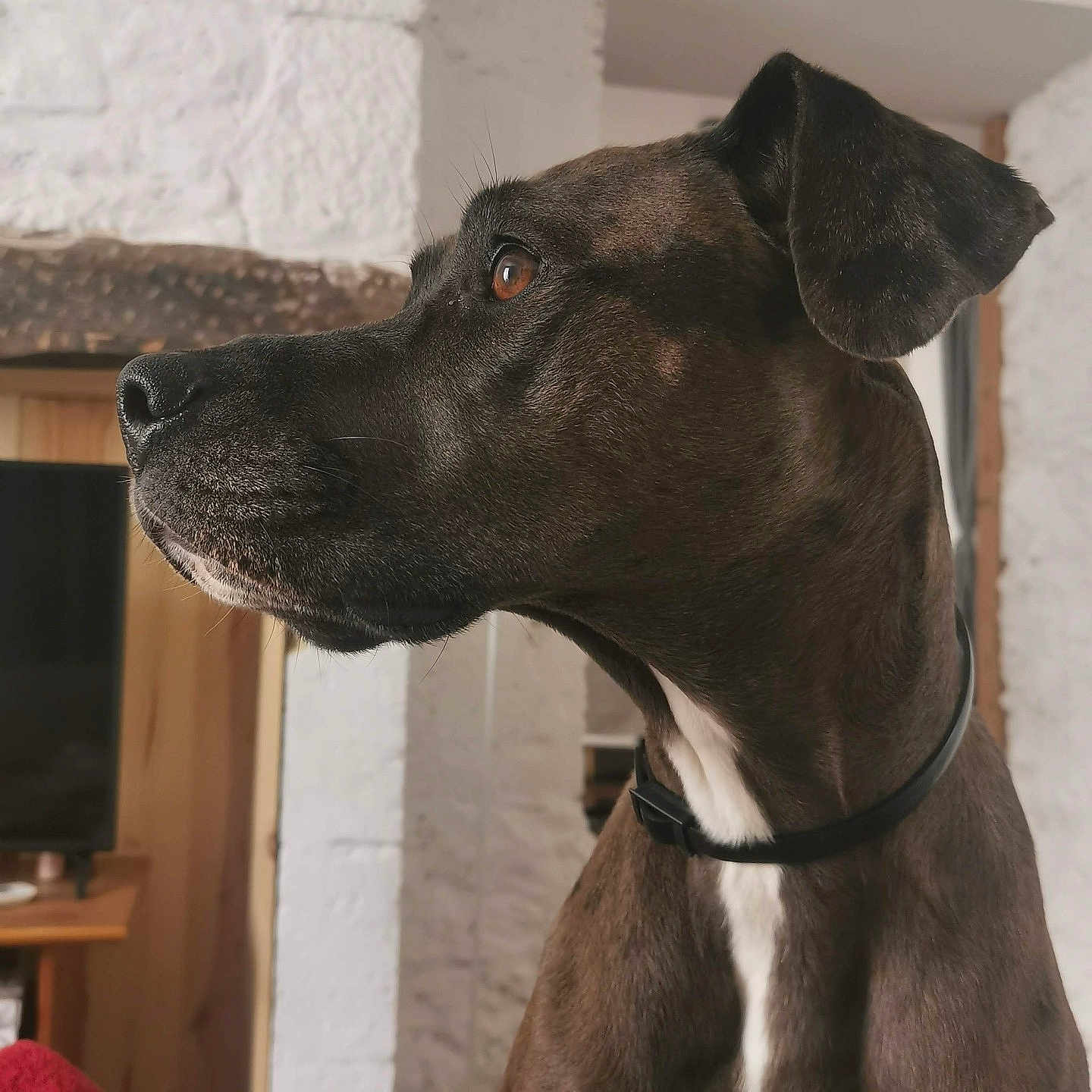 Crevette participe au concours pour gagner de l'argent avec cette photo : dog, pet, animal, indoor, brown_coat, white_chest, collar, side_profile, ears, fur, canine, looking_away, house, living_room, wooden_furniture, wall, snout, alert, domestic, mammal