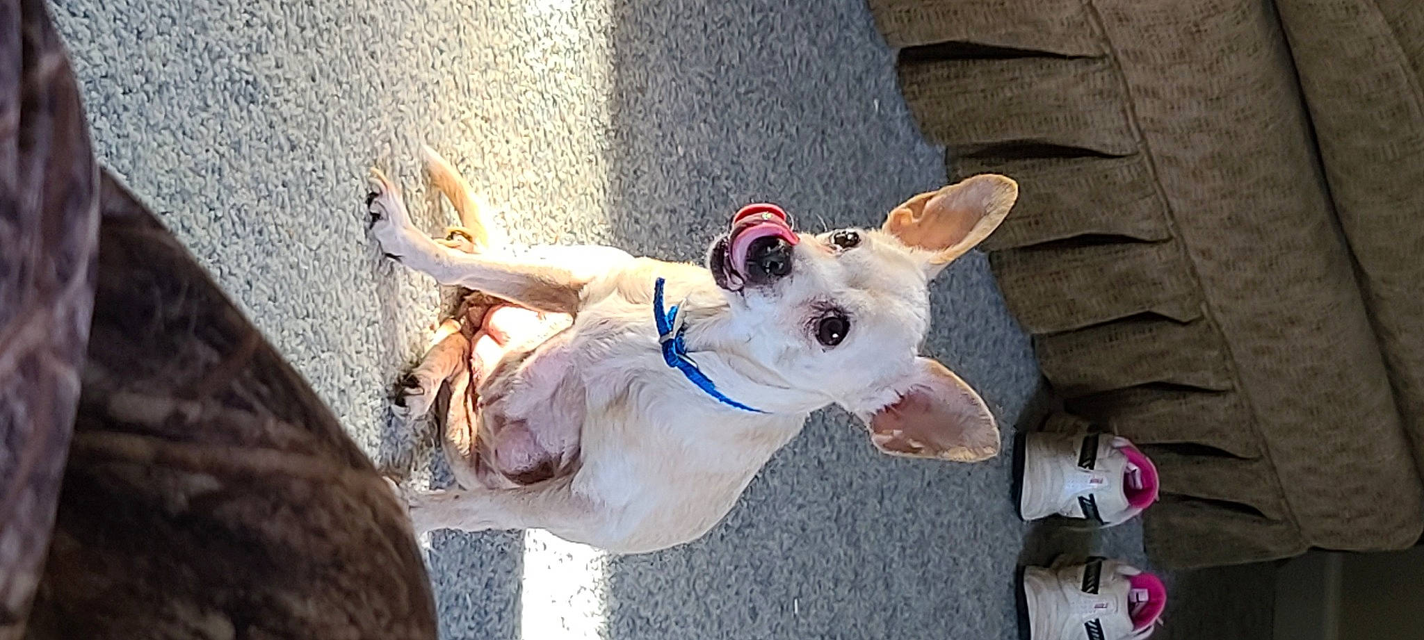 Prissy joined the competition — help win amazing prizes! canidae, carmine, carnivore, collar, companion_dog, dog, dog_breed, dog_collar, dog_supply, eyewear, fashion_accessory, fawn, foot, fur, leash, non_sporting_group, snout, sporting_group, street_fashion, working_animal