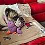 bulldog, dog, plush_toy, blanket, red_couch, indoor, pet, resting, close_up, animal, fur, collar, toy, comfort, home, relaxed, head, snout, pattern, fabric