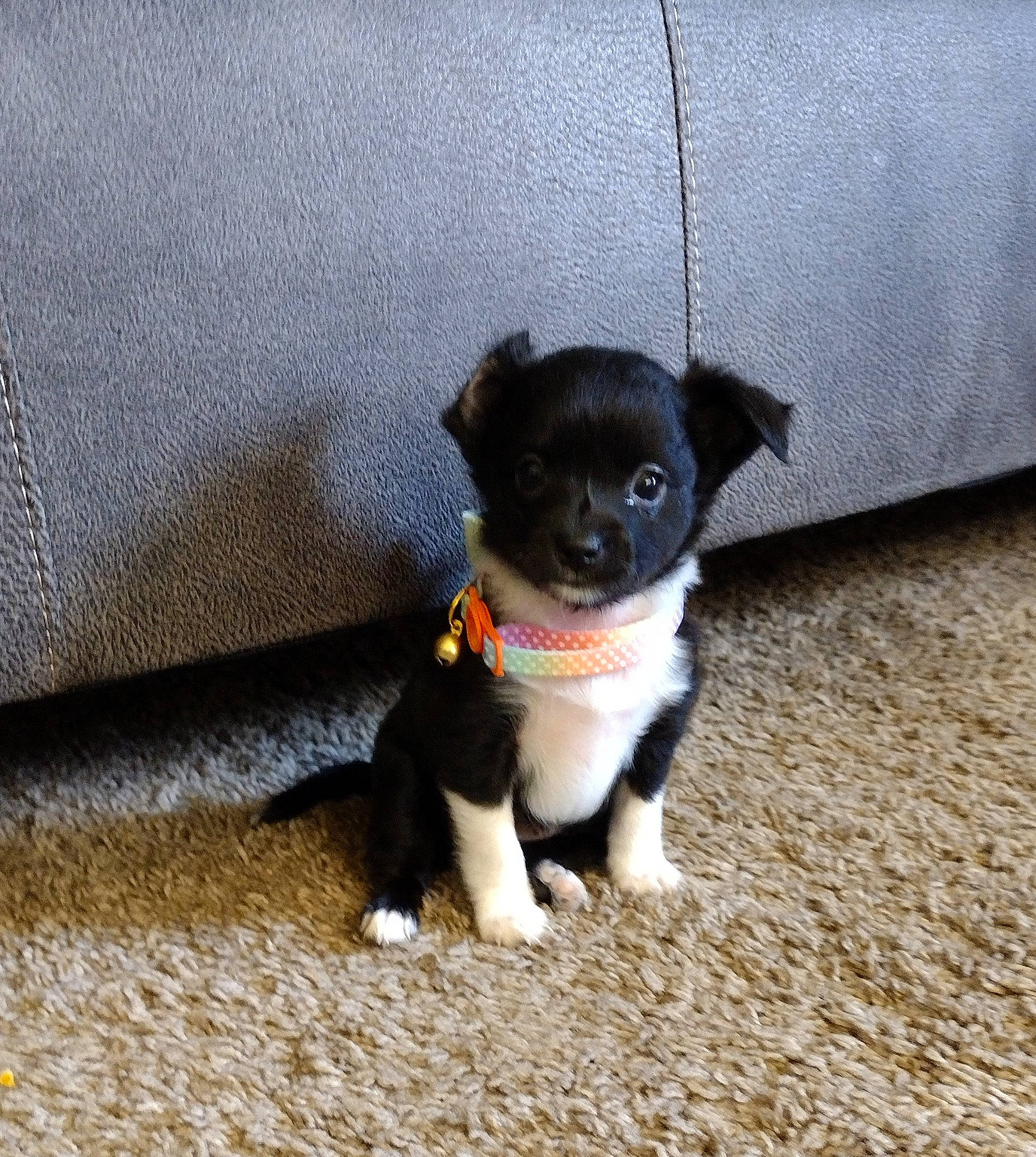 Mila is registered to the contest to win money with this photo: canidae, carnivore, collar, companion_dog, dog, dog_breed, dog_collar, fawn, fur, grey, non_sporting_group, paw, puppy, sporting_group, tail, terrestrial_animal, toy_dog, whiskers, working_animal