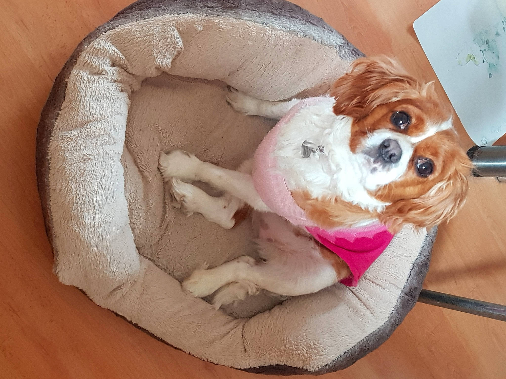 Lexi is registered to the contest to win money with this photo: canidae, carnivore, comfort, companion_dog, dog, dog_breed, dog_clothes, dog_supply, eyewear, fawn, fur, goggles, snout, sporting_group, sunglasses, toy, toy_dog, vision_care, wood, working_animal