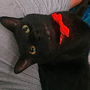 Jiji is registered to the contest to win money with this photo: black_cat, blanket, bow_tie, cat, close_up, cute, dramatic_pose, furry, golden_eyes, gray_background, indoor, lying_down, pet, pointed_ears, portrait, red_bow, relaxed, shiny_fur, upside_down, whiskers