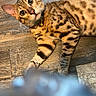 Kiko Alonzo joined the competition — help win amazing prizes! alert, animal, bell, bengal_cat, cat, collar, curious, cute, domestic_cat, ears, eyes, flooring, fur, indoor, lying_down, mammal, pet, spotted_coat, whiskers, wooden_floor