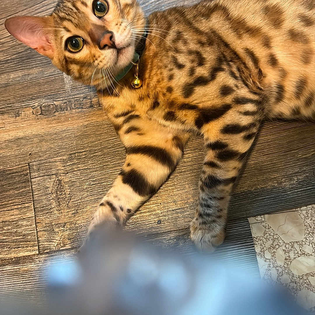 Kiko Alonzo