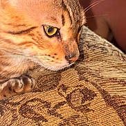 Kiko Alonzo joined the competition — help win amazing prizes! animal, cat, close_up, couch, cute, domestic_animal, fabric, feline, focus, fur, indoor, mammal, patterned, pet, resting, side_view, tabby_cat, texture, whiskers, yellow_eyes