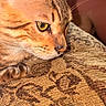 animal, cat, close_up, couch, cute, domestic_animal, fabric, feline, focus, fur, indoor, mammal, patterned, pet, resting, side_view, tabby_cat, texture, whiskers, yellow_eyes