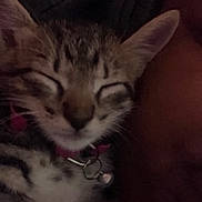 Raina joined the competition — help win amazing prizes! kitten, cat, sleeping, close_up, tabby, collar, bell, pet, feline, cute, young, animal, whiskers, ears, fur, domestic, snuggling, cozy, indoor, dark