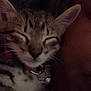 kitten, cat, sleeping, close_up, tabby, collar, bell, pet, feline, cute, young, animal, whiskers, ears, fur, domestic, snuggling, cozy, indoor, dark