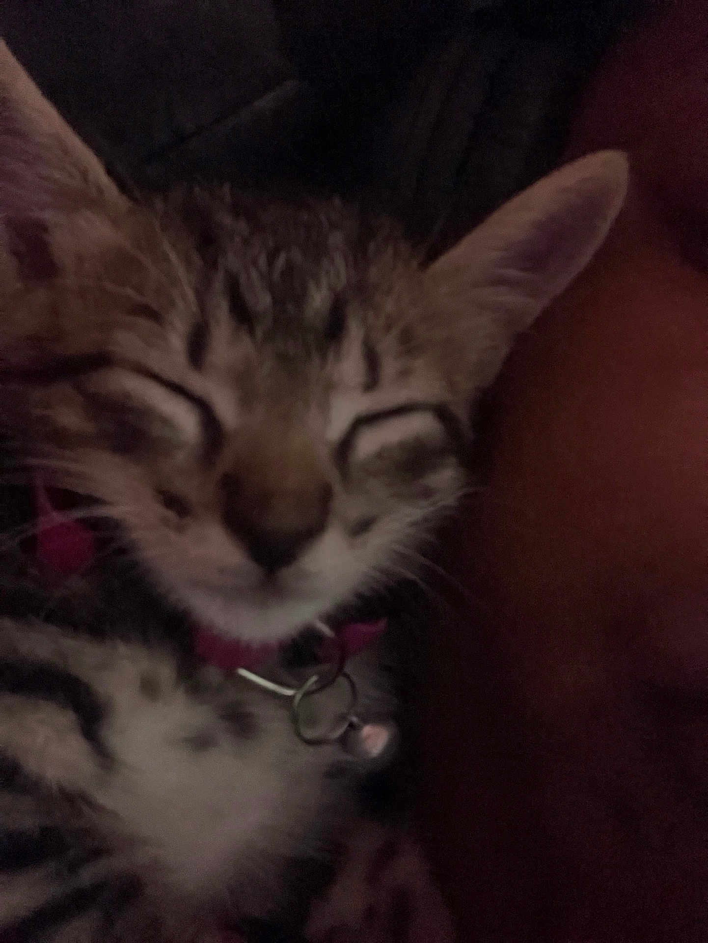 Raina joined the competition — help win amazing prizes! kitten, cat, sleeping, close_up, tabby, collar, bell, pet, feline, cute, young, animal, whiskers, ears, fur, domestic, snuggling, cozy, indoor, dark