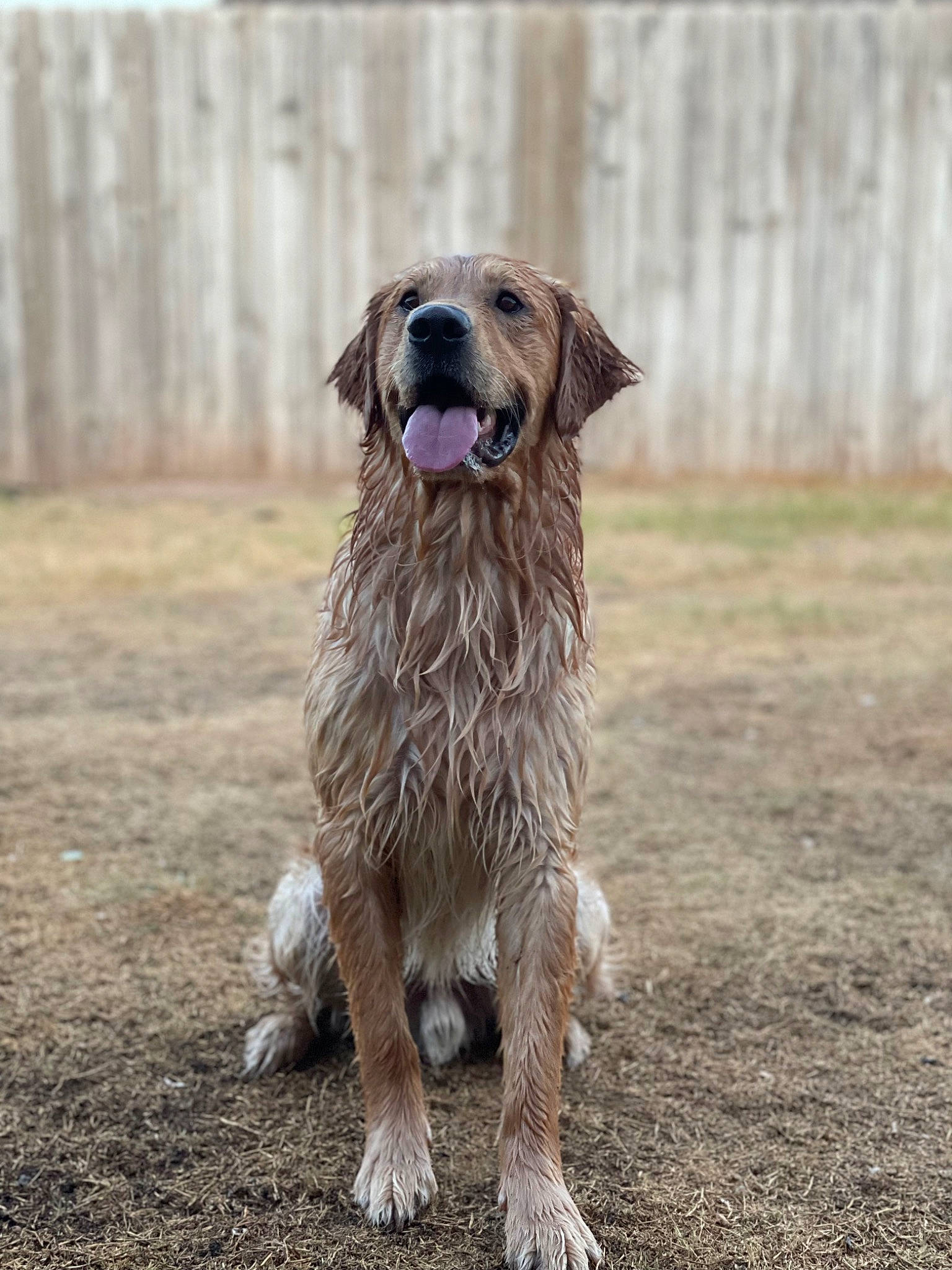 Bandit joined the competition — help win amazing prizes! canidae, carnivore, companion_dog, dog, dog_breed, fawn, fence, fur, grass, gun_dog, liver, snout, soil, sporting_group, tail, terrestrial_animal, whiskers, wood, working_dog, wrinkle