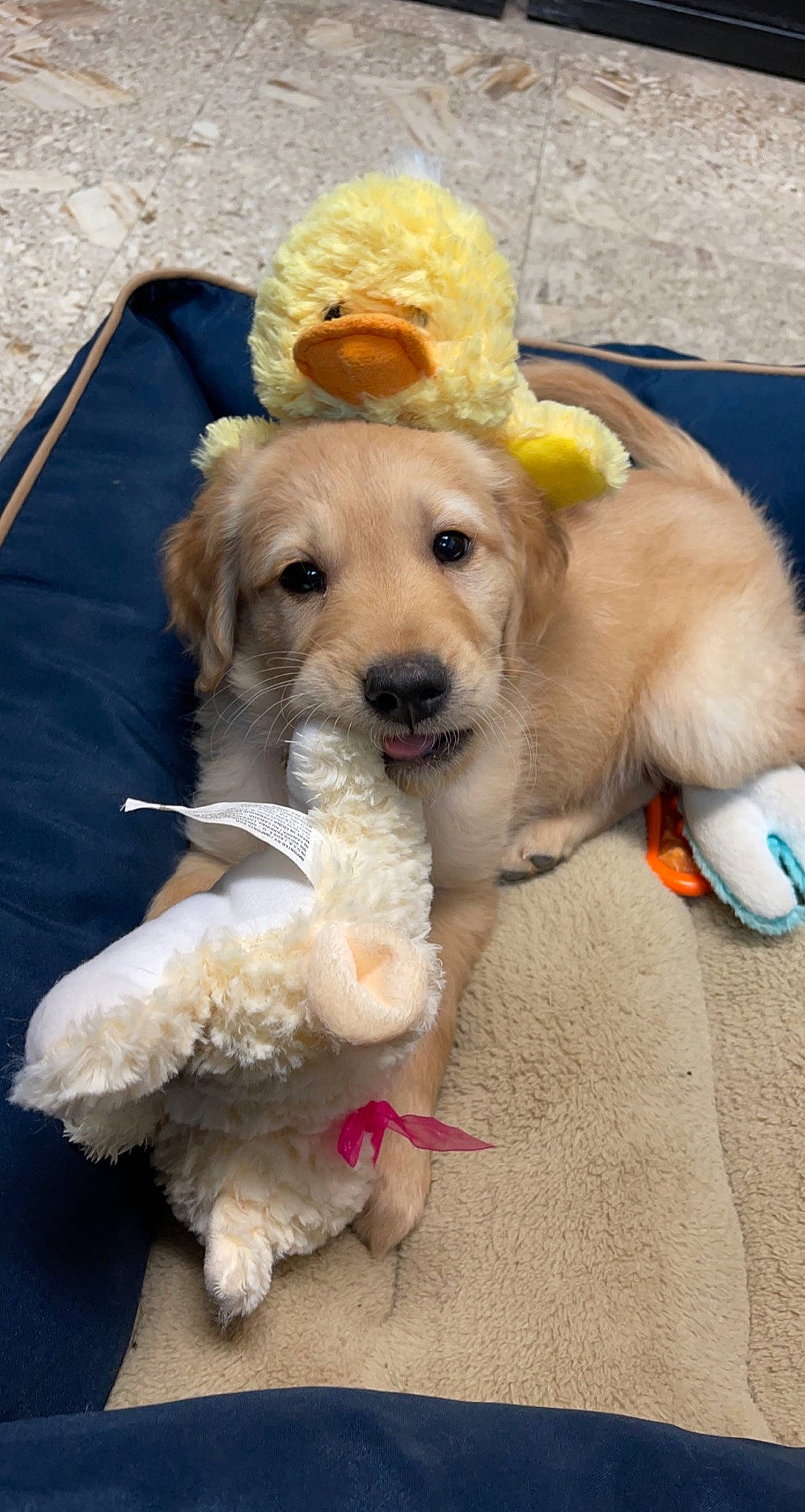 Bandit is registered to the contest to win money with this photo: blue, carnivore, collar, companion_dog, dog, dog_breed, dog_clothes, dog_collar, dog_supply, dog_toy, fashion_accessory, fawn, fur, leash, paw, pet_supply, snout, tail, toy, working_animal