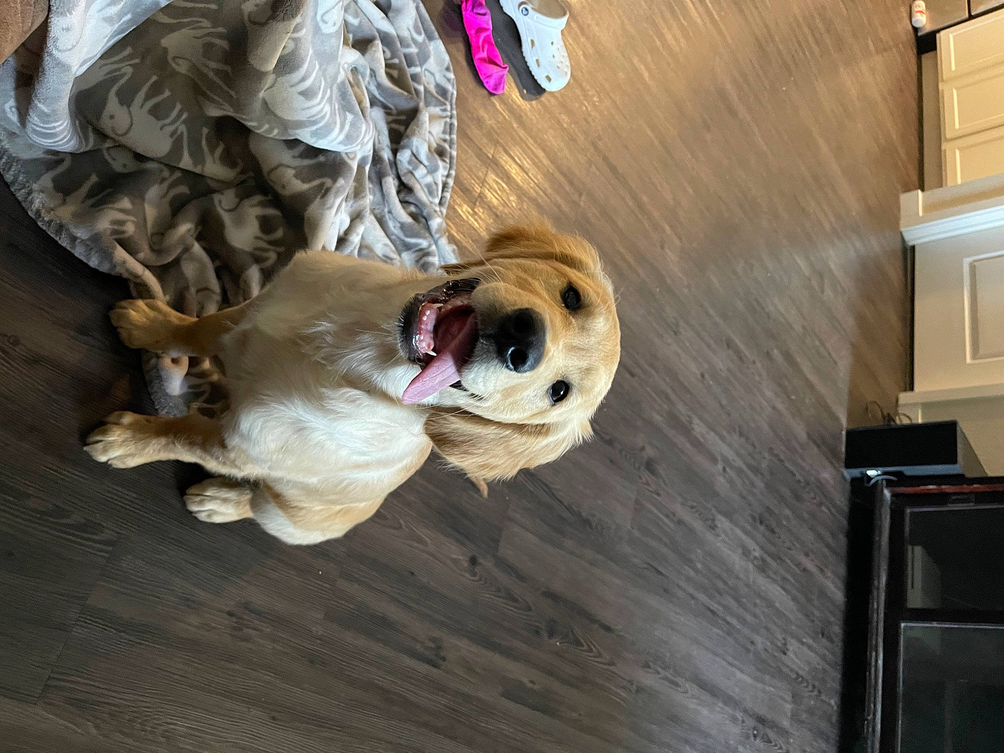 Bandit joined the competition — help win amazing prizes! cabinetry, canidae, carnivore, companion_dog, costume, dog, dog_breed, fawn, felidae, flooring, fur, hardwood, selfie, snout, sporting_group, stuffed_toy, toy, wood, wood_stain, working_animal