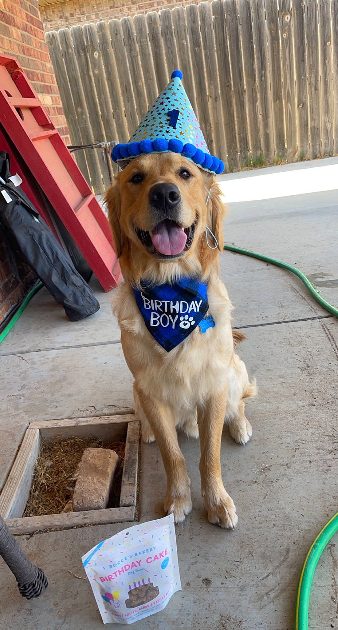 Bandit is registered to the contest to win money with this photo: canidae, carnivore, collar, companion_dog, dog, dog_breed, dog_collar, dog_supply, fashion_accessory, fawn, fence, golden_retriever, hat, leash, pet_supply, recreation, retriever, snout, sporting_group, tail