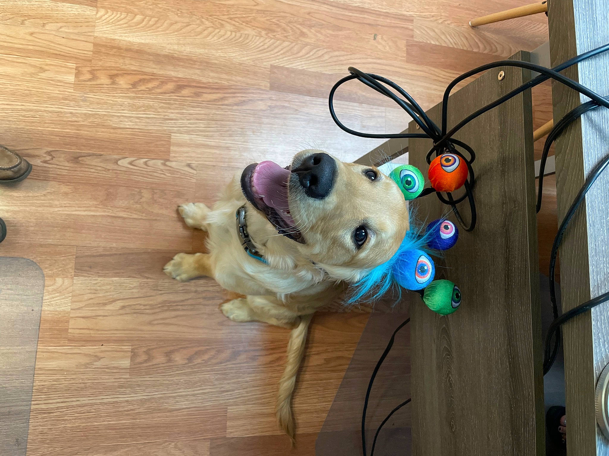 Bandit joined the competition — help win amazing prizes! audio_equipment, carnivore, companion_dog, dog, dog_breed, dog_supply, eyewear, fawn, flooring, hardwood, laminate_flooring, plank, tail, toy, toy_dog, varnish, wire, wood, wood_flooring, wood_stain