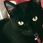 Pudpud joined the competition — help win amazing prizes! cat, black_cat, pet, animal, close_up, eyes, collar, bell, tag, indoor, feline, whiskers, ears, fur, face, looking, domestic_animal, cute, portrait, mammal