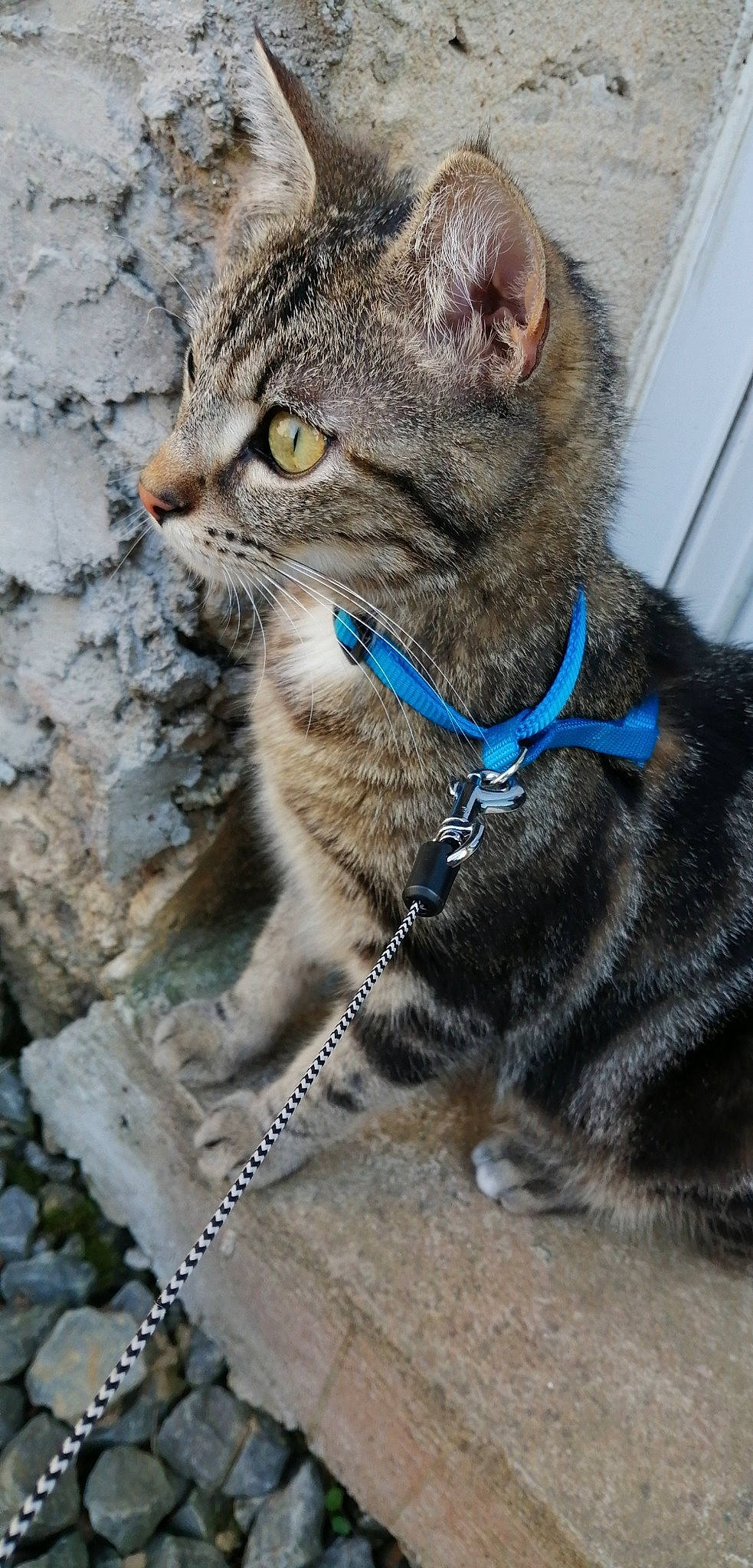 Pimkie a rejoint le concours — aidez-le/la à gagner de superbes lots ! aegean_cat, american_bobtail, american_shorthair, american_wirehair, asian, carnivore, cat, collar, domestic_short_haired_cat, dragon_li, european_shorthair, felidae, german_rex, mammal, pixie_bob, small_to_medium_sized_cats, snout, tabby_cat, whiskers, wild_cat