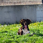 Akira a rejoint le concours — aidez-le/la à gagner de superbes lots ! dog, grass, flowers, outdoor, pet, animal, happy, tongue_out, sunlight, fence, concrete_wall, nature, greenery, summer, canine, resting, field, playful, domestic_animal, daylight