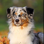 Lena a rejoint le concours — aidez-le/la à gagner de superbes lots ! alert, animal, australian_shepherd, autumn, background_blur, blue_eyes, canine, colorful, cute, dog, fluffy, focused, fur, leaves, mammal, nature, outdoor, pet, portrait, sitting
