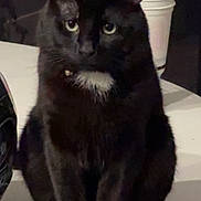 Panther is registered to the contest to win money with this photo: cat, black_cat, white_chest, sitting, paws, eyes, ears, whiskers, collar, table, cup, indoor, pet, closeup, portrait, furniture, domestic, nighttime, curious, calm