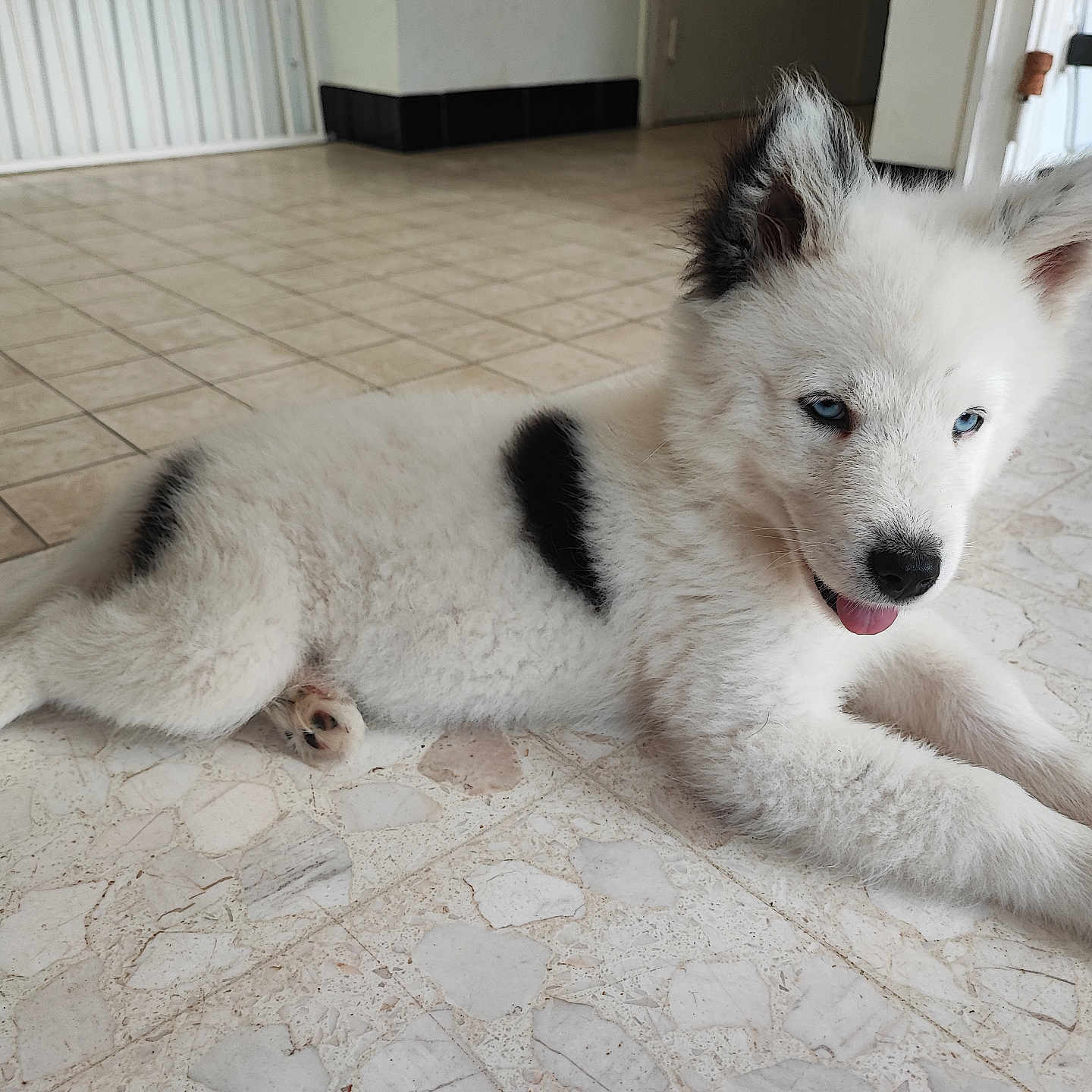 Aténa participe au concours pour gagner de l'argent avec cette photo : animal, canine, collie, dog, eskimodog, flagstone, hardwood, husky, machine, path, pet, poodle, puppy, slate, spoke, terrier, tile, walkway, whitedog, wood