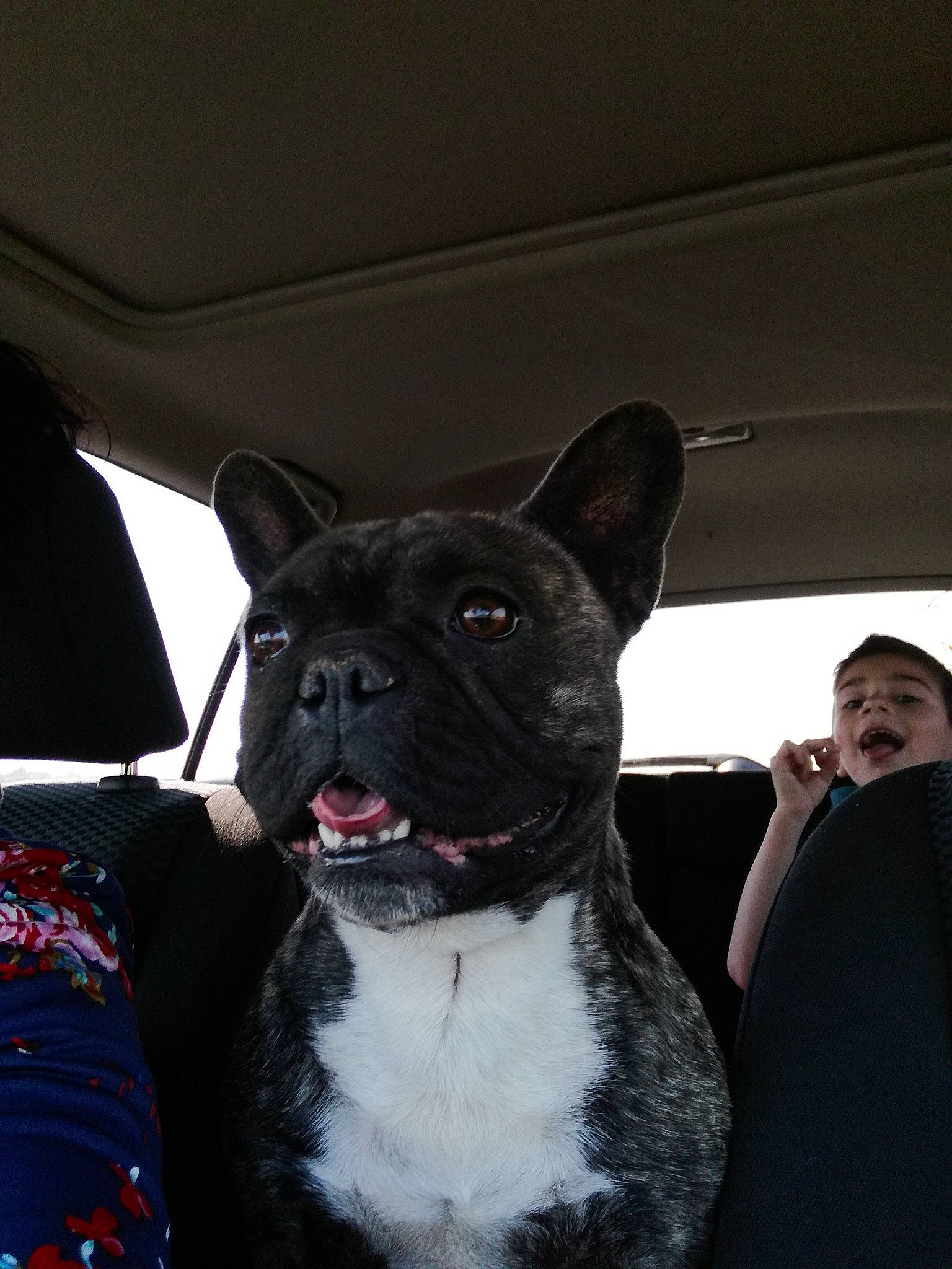 Mawa participe au concours pour gagner de l'argent avec cette photo : canidae, carnivore, companion_dog, dog, dog_breed, fawn, french_bulldog, mammal, non_sporting_group, snout, sporting_group, vertebrate