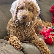 Brian joined the competition — help win amazing prizes! dog, curly_fur, couch, plush_toys, relaxed, indoor, pet, brown_fur, fluffy, canine, home, comfort, laying_down, toy, living_room, furniture, cute, animal, domestic, cozy