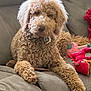 dog, curly_fur, couch, plush_toys, relaxed, indoor, pet, brown_fur, fluffy, canine, home, comfort, laying_down, toy, living_room, furniture, cute, animal, domestic, cozy