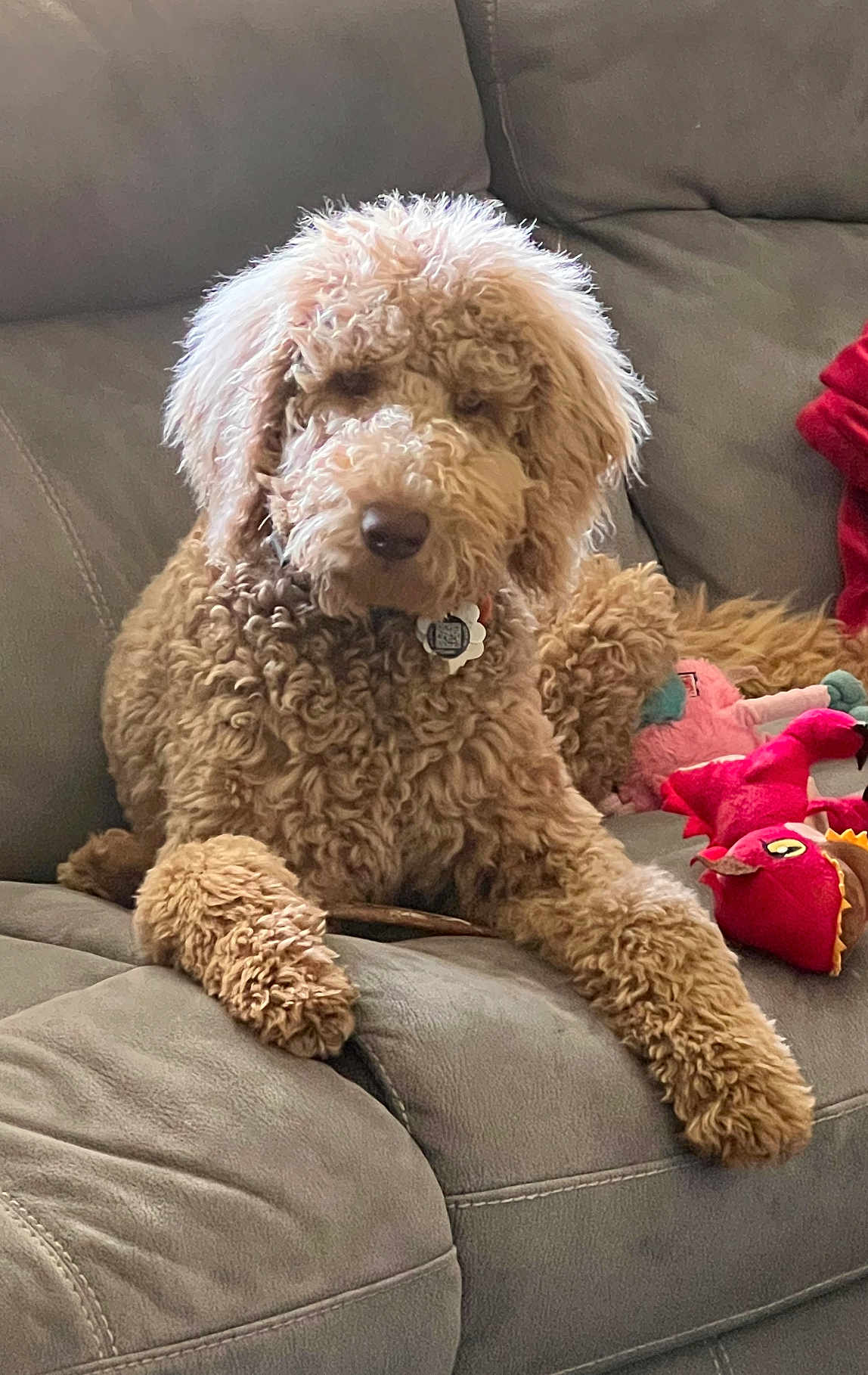 Brian joined the competition — help win amazing prizes! dog, curly_fur, couch, plush_toys, relaxed, indoor, pet, brown_fur, fluffy, canine, home, comfort, laying_down, toy, living_room, furniture, cute, animal, domestic, cozy