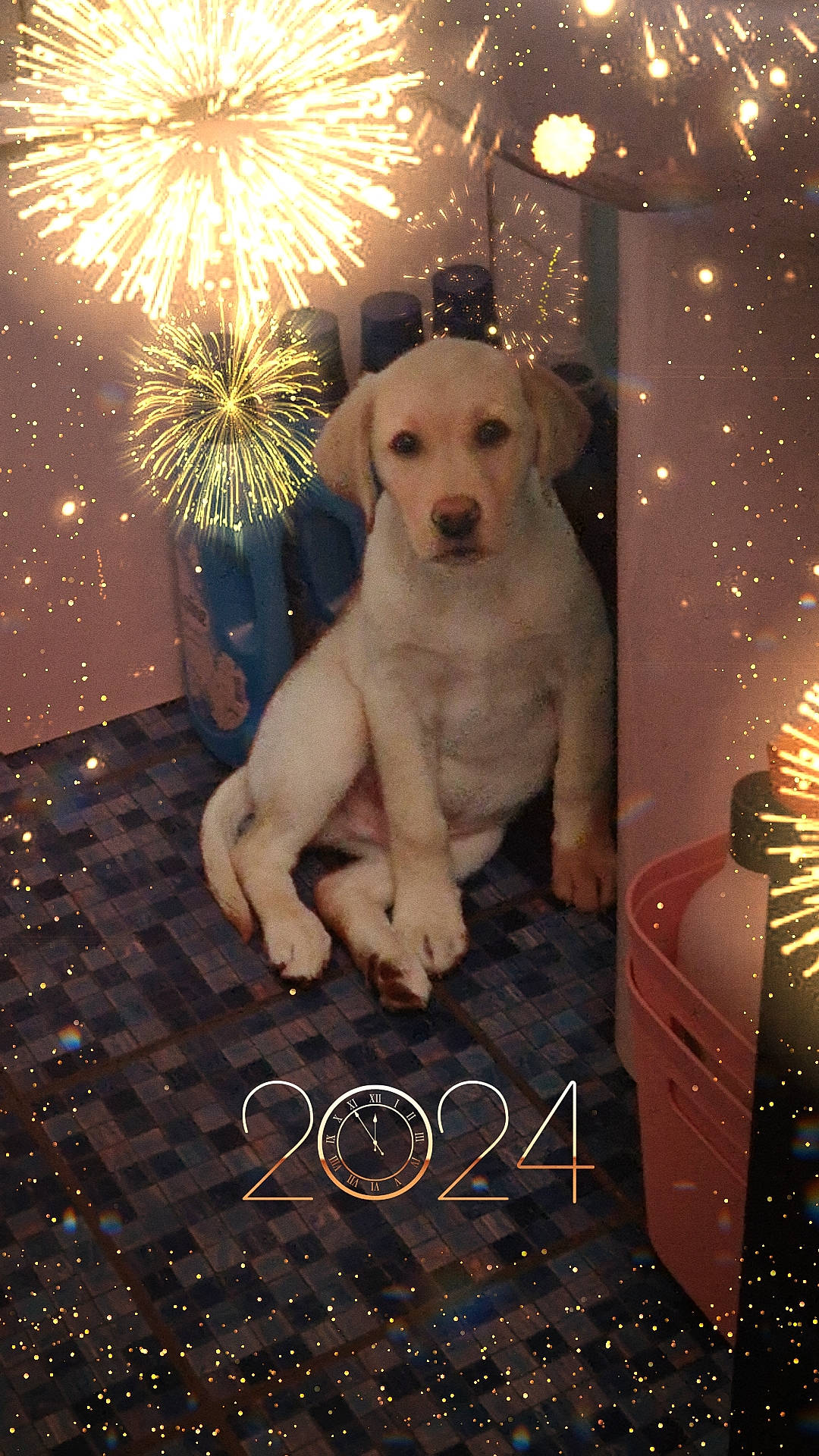 Rayden a rejoint le concours — aidez-le/la à gagner de superbes lots ! art, carnivore, companion_dog, darkness, dog, dog_breed, event, fawn, fireworks, flash_photography, font, happy, holiday, illustration, light, lighting, midnight, photo_caption, sky, snout