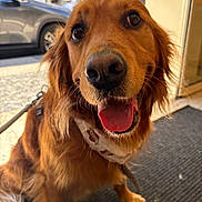 Tempo a rejoint le concours — aidez-le/la à gagner de superbes lots ! animal, bandana, car, close_up, collar, dog, doorway, ears, floor_mat, fur, golden_retriever, happy, indoors, leash, pet, smiling, snout, tongue_out, whiskers, window