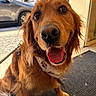 animal, bandana, car, close_up, collar, dog, doorway, ears, floor_mat, fur, golden_retriever, happy, indoors, leash, pet, smiling, snout, tongue_out, whiskers, window
